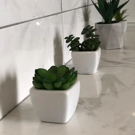 Oasis *